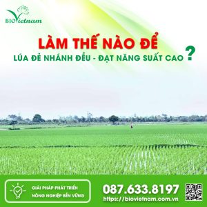 Làm Thế Nào Để Lúa Đẻ Nhánh Đều, Đạt Năng Suất Cao?