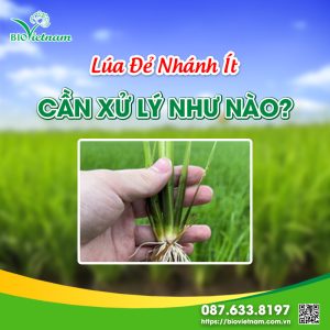 Lúa Đẻ Nhánh Ít Cần Xử Lý Như Nào?