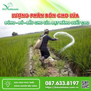 Lượng phân bón cho lúa ĐÚNG – ĐỦ – ĐỀU cho mùa vụ năng suất