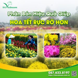 Phân Bón Hiệu Quả Giúp Hoa Tết Rực Rỡ Hơn